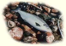 Labrador Atlantic Salmon